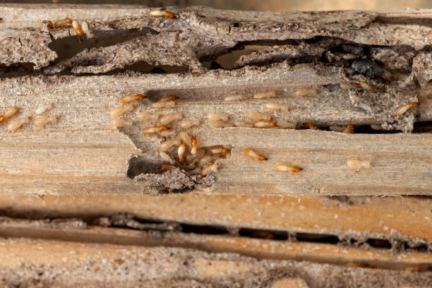 Best Residential Pest Control  in Clearlake Oaks, CA