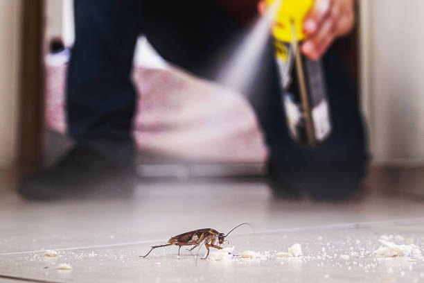 Flea Control Services in Clearlake Oaks, CA