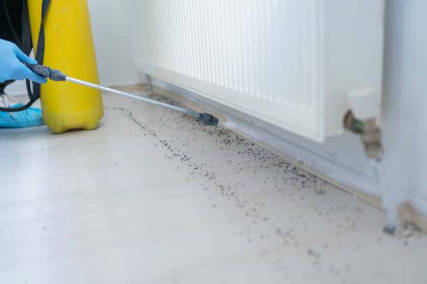 Best Termite Control Services  in Clearlake Oaks, CA